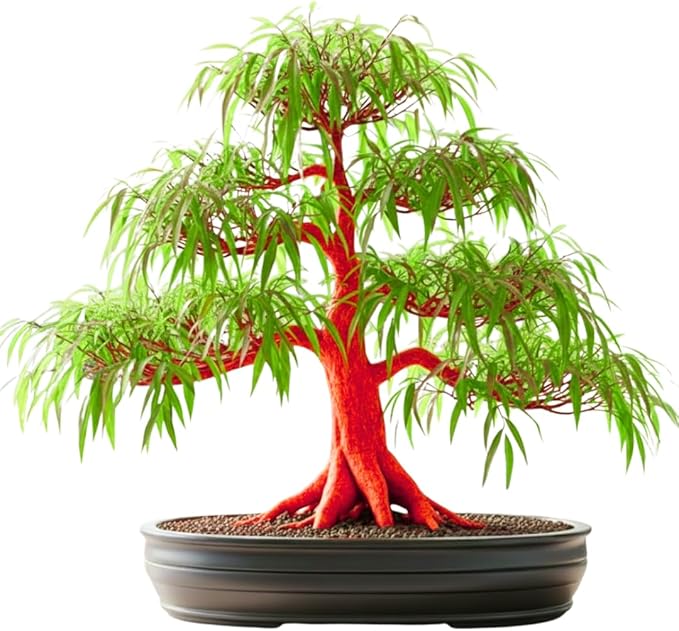 Flame Willow Bonsai Tree Cutting to Grow - Brilliant Orange-Red Bark - Thick Trunk Cutting - Fast Growing Bonsai - Cold-Hardy Deciduous Shrub or Small Tree - Unique Eye Catching