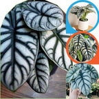 2 Silver Dragon Alocasia Plants Live Houseplant for Indoor Outdoor Growing, 4 to 8 Inches Tall, Rare and Hardy