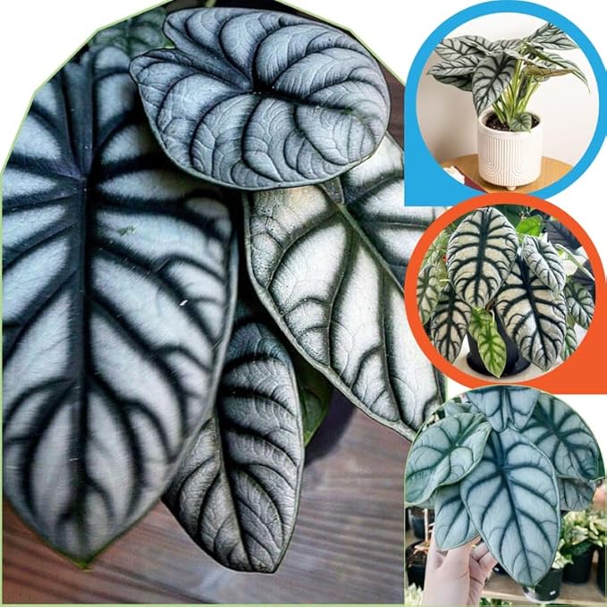 2 Silver Dragon Alocasia Plants Live Houseplant for Indoor Outdoor Growing, 4 to 8 Inches Tall, Rare and Hardy