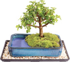 Brussel's Bonsai Live Dwarf Jade Bonsai Tree, Indoor - Medium, 4 Years Old, 8 to 12 Inches Tall - Decorative Water Bonsai Pot with Bonsai Tray