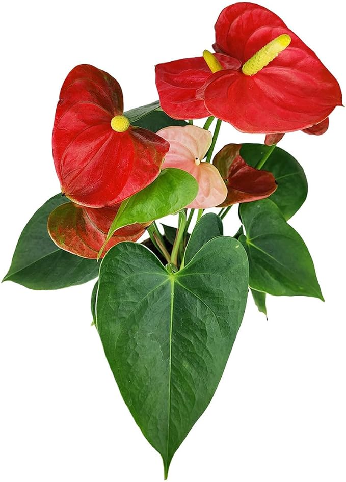 Live Indoor Flowering Houseplants, Anthurium Red in 4" Grower Pot, Easy Care Houseplants