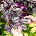 Wandering Jew Live Plant, Purple Tradescantia Zebrina Succulent Plant Live for Growing Hanging Basket Plant, 4 Inc Pot
