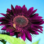 100+ Rare Sunflower Seeds for Planting Outdoor-Exotic Sunflower Seeds-Sun Flower Seed Non-GMO Heirloom Blooms in Home Garden