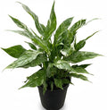 Variegated Spathiphyllum 'Domino' (6 inch) - Air-Purifying Houseplants - 4/6 inch Unique Live Decorative Houseplants - Low-Maintenance Indoor Plants, House Warming Gift, Natural Air Purifier