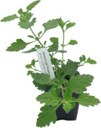 Greenwood Nursery: Live Perennial Plants - 'Homestead Purple' + Verbena Canadensis - [Qty: 1x Pint Pot] - (Click for Other Available Plants/Quantities)