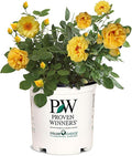 Proven Winners 2 Gal. Rise Up Ringo Climbing Rose Shrub