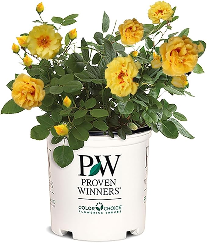 Proven Winners 2 Gal. Rise Up Ringo Climbing Rose Shrub