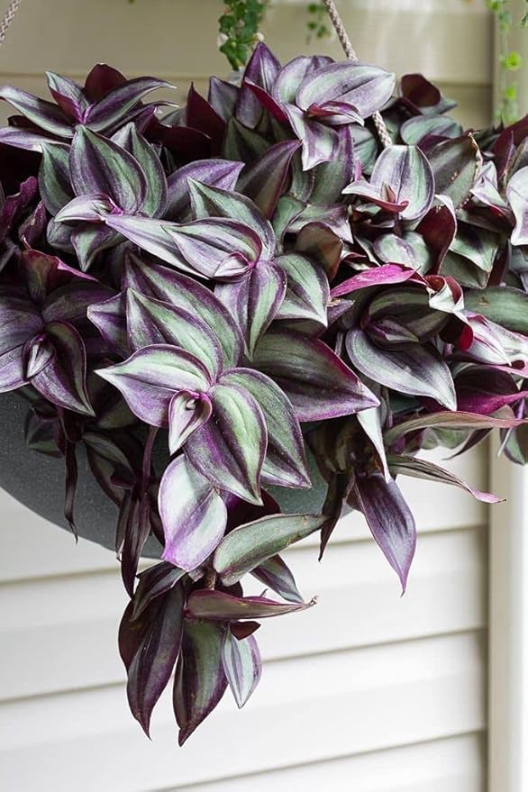 Tradescantia Plant Live 4'' Pot, Variegated Wandering Jew, Tradescantia Hanging Vine, Indoor Houseplant for Planting (Purple Wandering Jew)