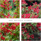 Red Weigela Live Plant Blooming Shrub, 1-2 Ft Hardy Dormant Perennial Flowering Bush for Garden Borders