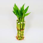 Bamboo Stalks with Shoots, 10"