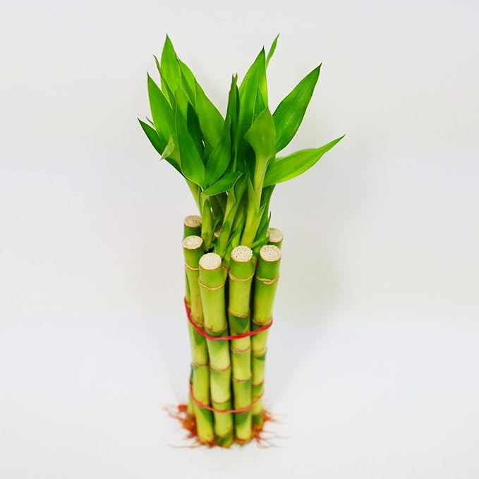 Bamboo Stalks with Shoots, 10"