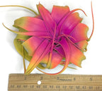 XL Xerographica Colored Air Plant, Live Tillandsia House Plant, Easy Care Indoor Outdoor, Great Gift, Healthy Arrival Guaranteed (Rainbow #3)