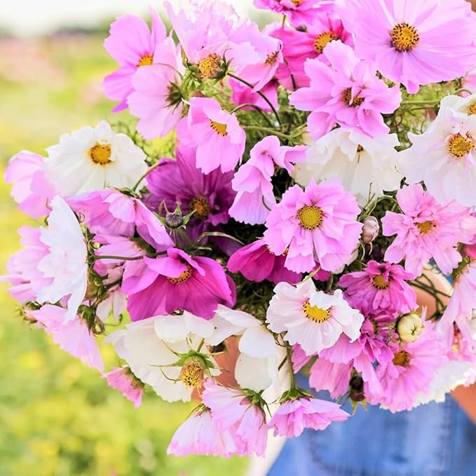 300+ Rare Dwarf Mix Cosmos Seeds for Planting-Cupcake Cosmos Seed-Non-GMO Heirloom for Home Outdoor Garden