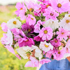 300+ Rare Dwarf Mix Cosmos Seeds for Planting-Cupcake Cosmos Seed-Non-GMO Heirloom for Home Outdoor Garden