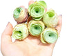 Two Greenovia Mix - Mountain Rose - Live Exotic Succulent Plant - Pack of 2 (Small)