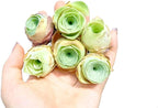 Two Greenovia Mix - Mountain Rose - Live Exotic Succulent Plant - Pack of 2 (Small)