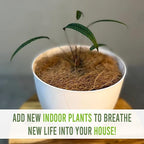 LEAL PLANTS ECUADOR Anthurium Cutucuense| Exotic Green Indoor Houseplant | Rare Anthurium Live Plant for Home Decor | Low Maintenance Tropical Plant for Living Room | Unique Heart-Shaped Foliage