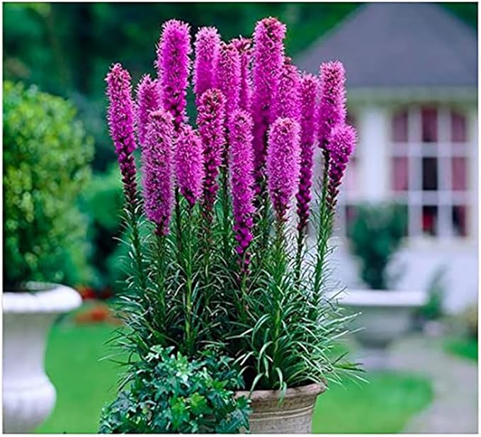 Purple Blazing Star - 5 Fresh Bulbs - Liatris Spicata Flower Bulb - Perennial Gayfeather Plant for Planting Outdoor - Perfect for Borders and Landscapes - Largest Size Corms