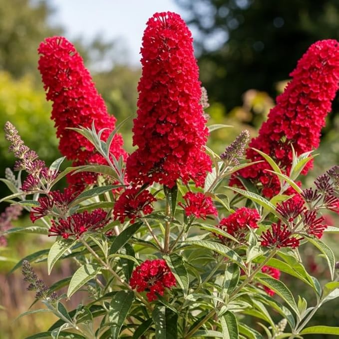 Red Butterfly Bush Live Shrub Plant Shrub, Buddleia Bush Well Rooted, 5 to 10 Inc Tall