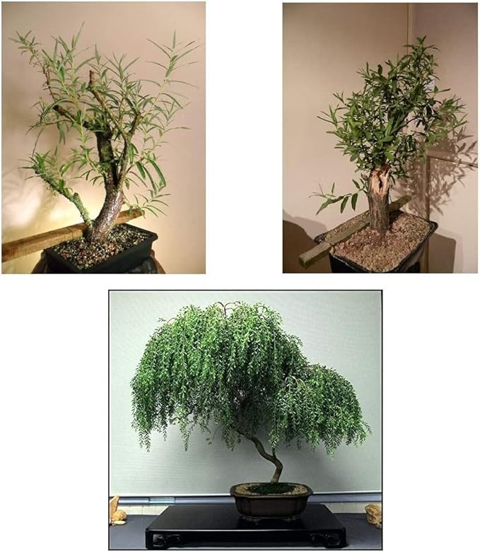Bonsai Willow Tree Bundle - 1 Each of Dwarf Weeping, Globe Willow, Black Willow Tree Cuttings - Large Thick Trunks - Live Indoor Outdoor Bonsai Trees