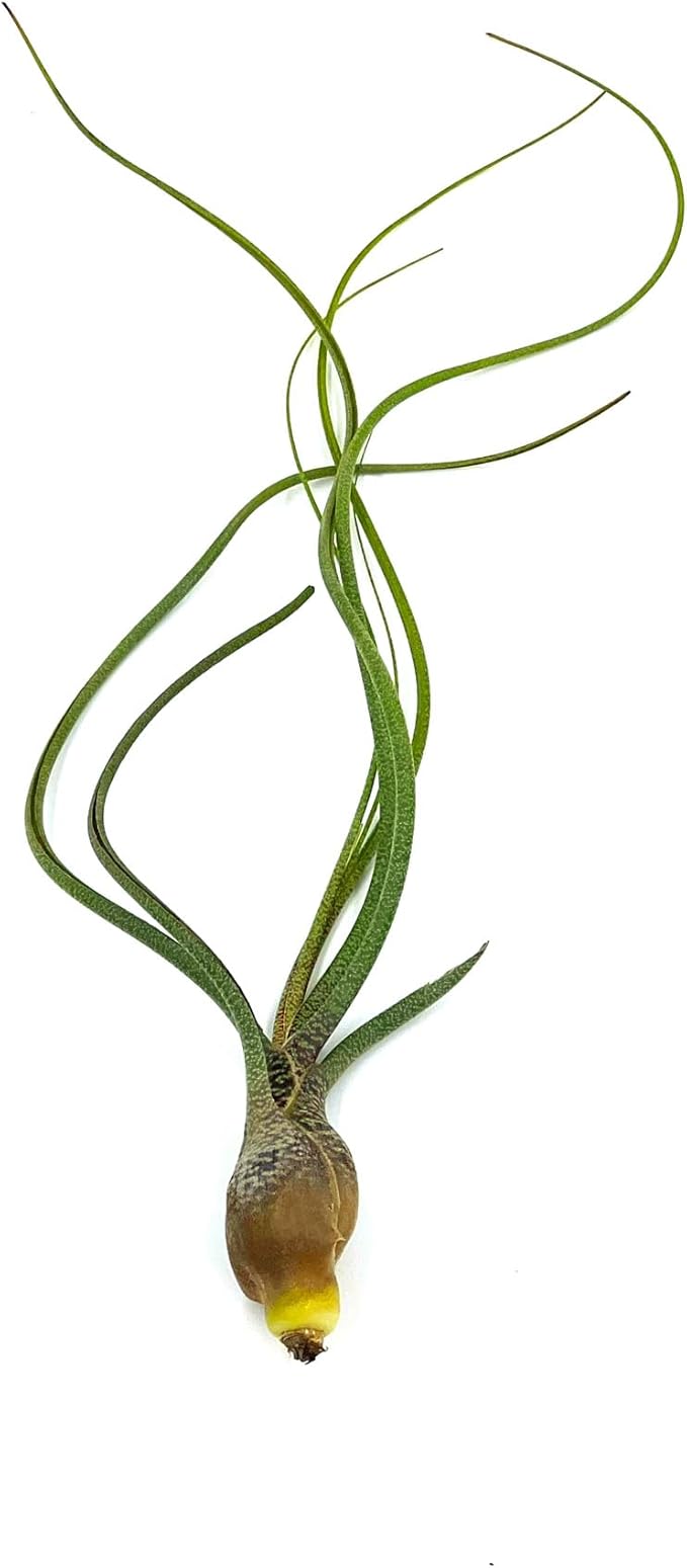 ragnaroc Live Air Plants - Tillandsia Butzii, Jumbo 7-9" - 1ct - Live Arrival Guaranteed - House Plants for Home Decor & Gift