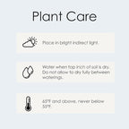 Green Circle Growers 5" Pothos Plant – Love You Edition in Seagrass Basket Pot, Live Indoor Houseplant