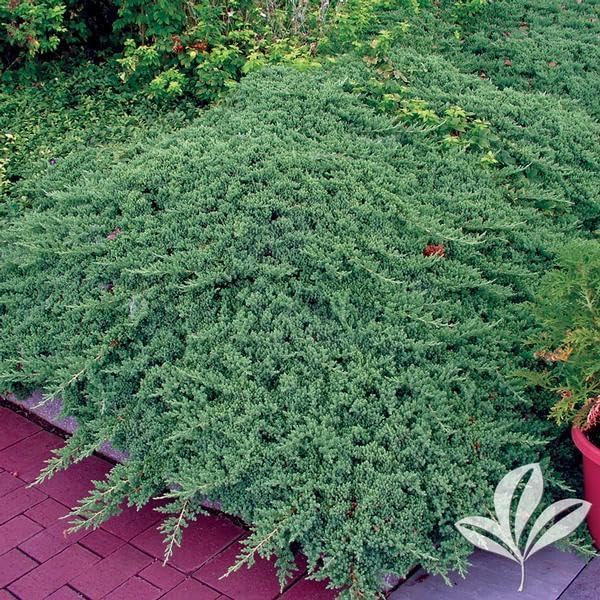 RedCrocus Greenmound Juniper – Evergreen Ground Cover, Drought Tolerant, Pet Safe, Suitable for Containers & Landscaping, Zone 5-9 3 Gallon