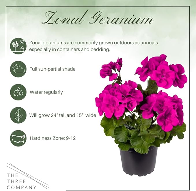 Live Flowering Zonal Geraniums - Purple (3 Plants Per Pack) - Beautiful Spring Flowers - 12" Tall by 5" Wide in 1 Qt Pot