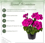 Live Flowering Zonal Geraniums - Purple (2 Plants Per Pack) - Beautiful Spring Flowers - 12" Tall by 5" Wide in 1 Qt Pot
