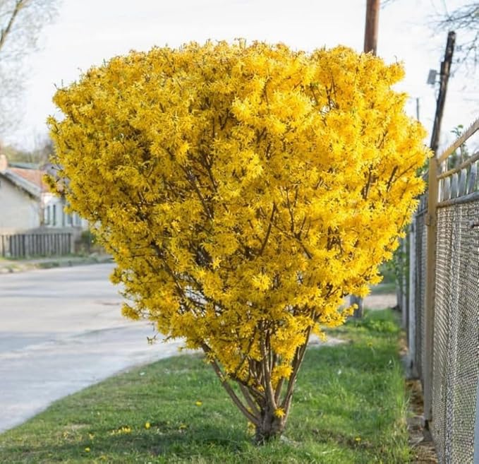 2 Lynwood Gold Forsythia Shrubs - 10-18" Tall Live Plants - Golden Bell Yellow Lynnwood Bushes/Trees - Forsythia x Intermedia 'Lynwood' - (2 Pack)