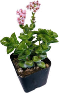 Live Succulent Cactus Plants from USKC (2" Pot) (Crassula Rupestris)