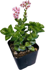 Live Succulent Cactus Plants from USKC (2" Pot) (Crassula Rupestris)
