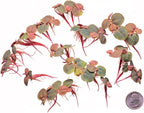 Live Red Root Floater Aquarium Plant (80+ Leaves) Floating Freshwater Plant for Shrimp Tank Betta Tank Low Light Aquariums