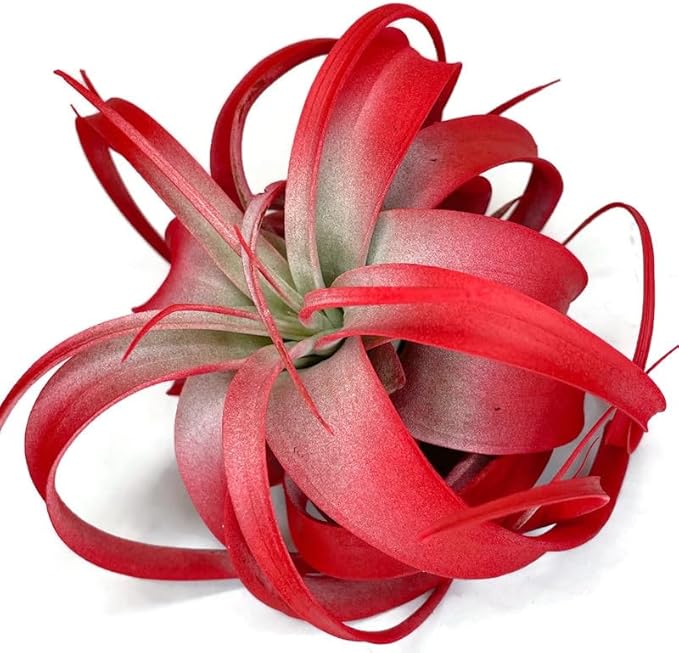 XL Xerographica Colored Air Plant, Live Tillandsia House Plant, Easy Care Indoor Outdoor, Great Gift, Healthy Arrival Guaranteed (Red)