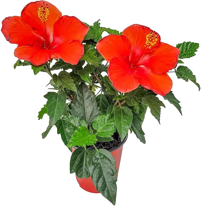 Tropical Plants of Florida - Red Hibiscus Bush Dwarf - Flowering Plants Live - 12" to 16" Overall Height - 1 Gallon Planter