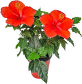 Tropical Plants of Florida - Red Hibiscus Bush Dwarf - Flowering Plants Live - 12" to 16" Overall Height - 1 Gallon Planter