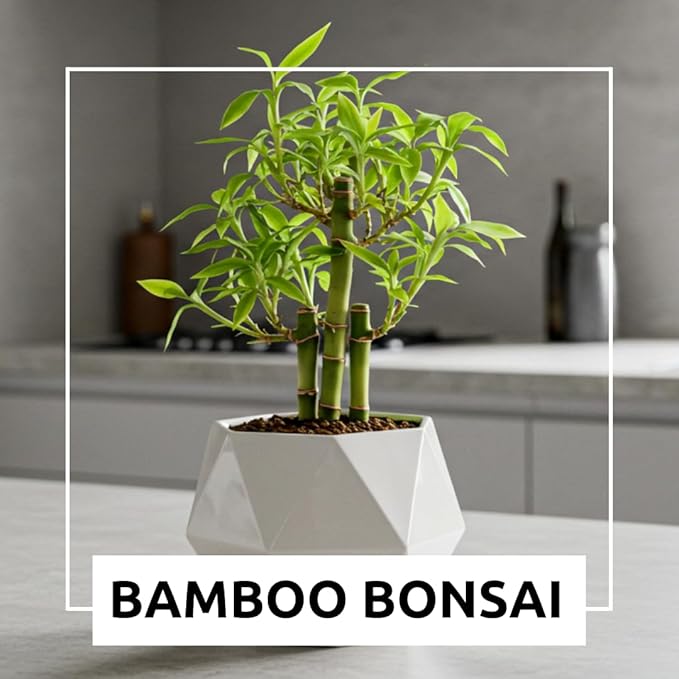 Japanese Bamboo Bonsai Forest Seeds – 100 Premium Seeds for Indoor Outdoor Planting, Create Mini Zen Garden, Fast Growing Ornamental Bamboo for Containers, Patio Décor & DIY Bonsai Projects