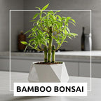 Japanese Bamboo Bonsai Forest Seeds – 100 Premium Seeds for Indoor Outdoor Planting, Create Mini Zen Garden, Fast Growing Ornamental Bamboo for Containers, Patio Décor & DIY Bonsai Projects