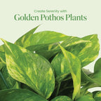 American Plant Exchange Golden Pothos – Live 8-Inch Hanging Basket, Devil’s Ivy, Easy-Care Air Purifying Houseplant, Fast-Growing Trailing Vine for Hanging Planters, Indoor Home or Office Décor