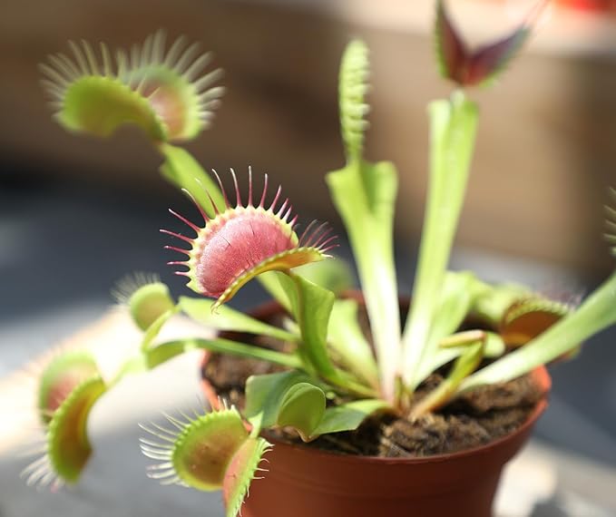 Altman Plants Live Venus Fly Traps Carnivorous Plants (3PK), Live Plants & Indoor Plants for Kids, Live Venus Fly Trap Plant Terrarium Plant Trio in Adult Venus Fly Trap Soil & Carnivorous Plant Soil