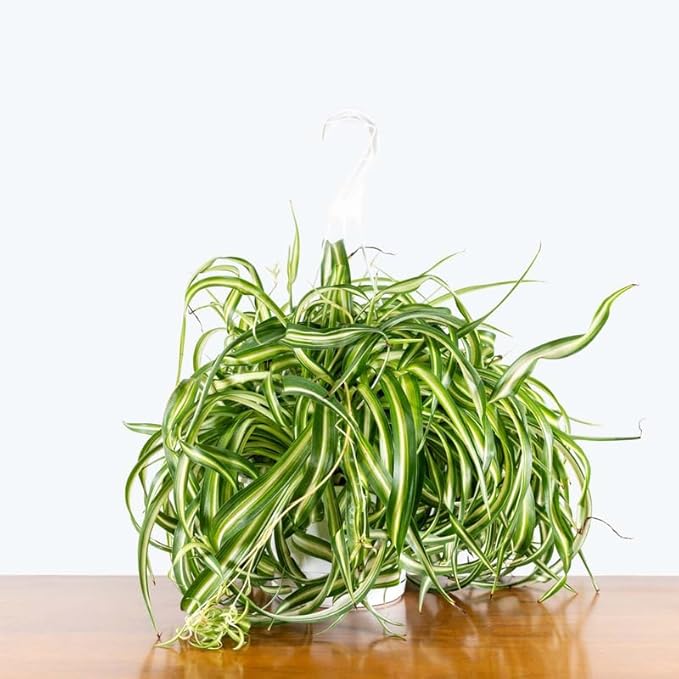Curly Spider Plant Live in 4 Inch Pot, Live Spider Plants Indoor, Air-Purifying, Low Maintenance, Perfect for Home and Office Décor, Easy Care Starter Plants