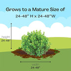 Proven Winners 2 Gallon Sprinter Boxwood