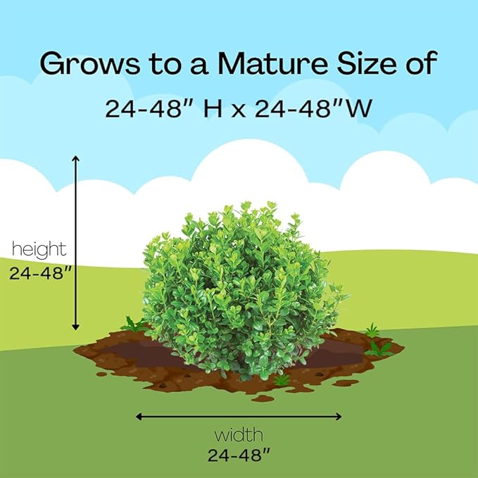Proven Winners 2 Gallon Sprinter Boxwood