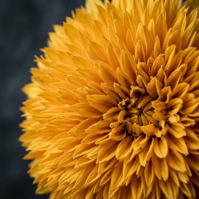50 Teddy Bear Sunflower Seeds, Dwarf Double Bloom, Golden Yellow, Full Sun, Easy to Grow, Great for Containers