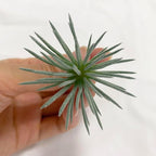 Artificial Air Plants Look Real Succulants Plants Faux Greenery Plants Bromeliads for Garden Home Office Decoration (Green Mini Small Air Plants Artificial)