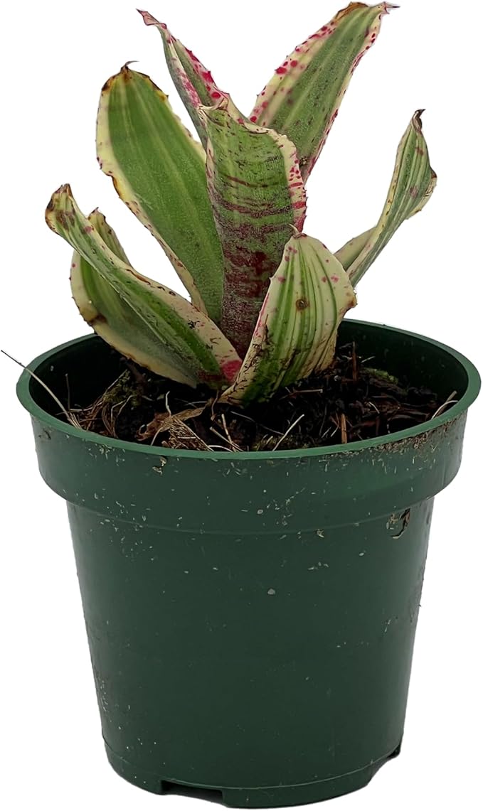 ragnaroc Live Plants – Bromeliad Neoregelia Gizmo, 4-8" in 3" Pot - 1ct - Live Arrival Guaranteed - House Plants for Home Decor & Gift