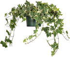 PERFECT PLANTS Variegated English Ivy | Hedera Helix Variegata' | Easy Care Houseplant | Perfect for Moderate to Bright Light Conditions, 6 in Grower's Pot, | Air Purifying
