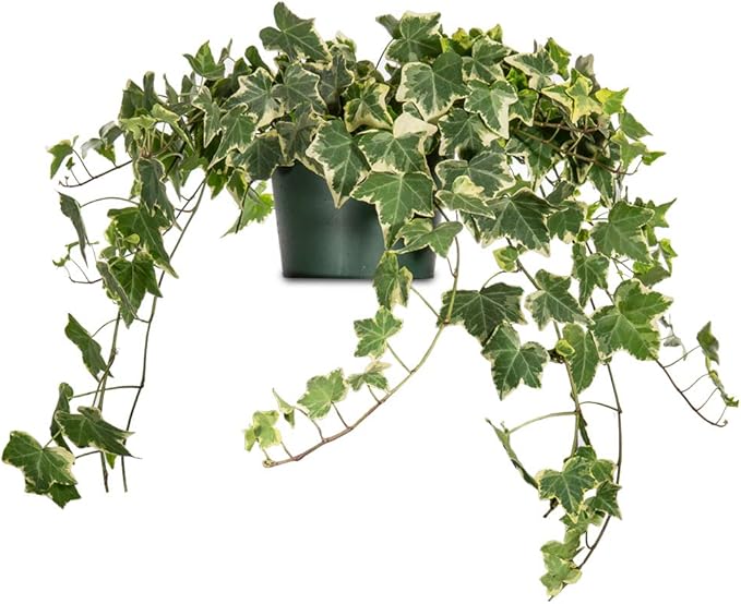 PERFECT PLANTS Variegated English Ivy | Hedera Helix Variegata' | Easy Care Houseplant | Perfect for Moderate to Bright Light Conditions, 6 in Grower's Pot, | Air Purifying