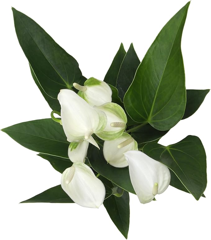 White Anthurium Live Plant (Approx. 11-14" Tall), Real Flowers/Unique House Plants in 4" Nursery Pot, Floral Desk Plant, Air Purifying Plants & Cool Gifts for Plant Lovers by Plants for Pets