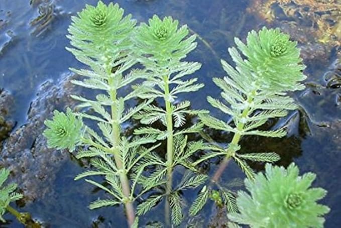 Parrot Feather Bunch - 5 Stem Plants - Water Garden Live Pond Plant